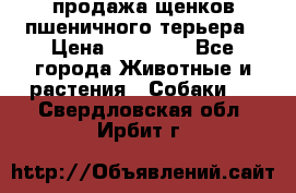 продажа щенков пшеничного терьера › Цена ­ 35 000 - Все города Животные и растения » Собаки   . Свердловская обл.,Ирбит г.